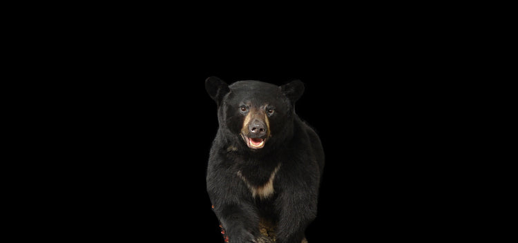 Ours Noir