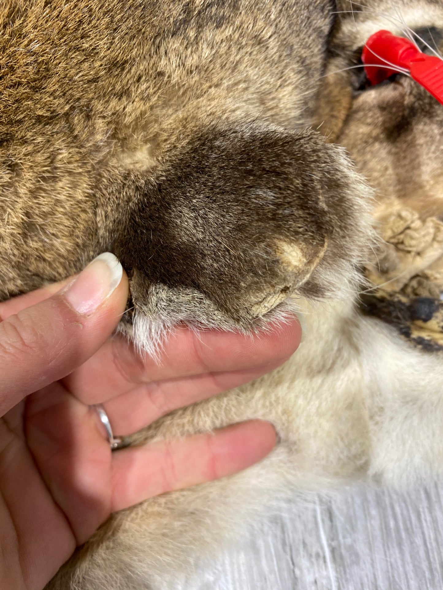 Dressed Skin - Cougar #0000482