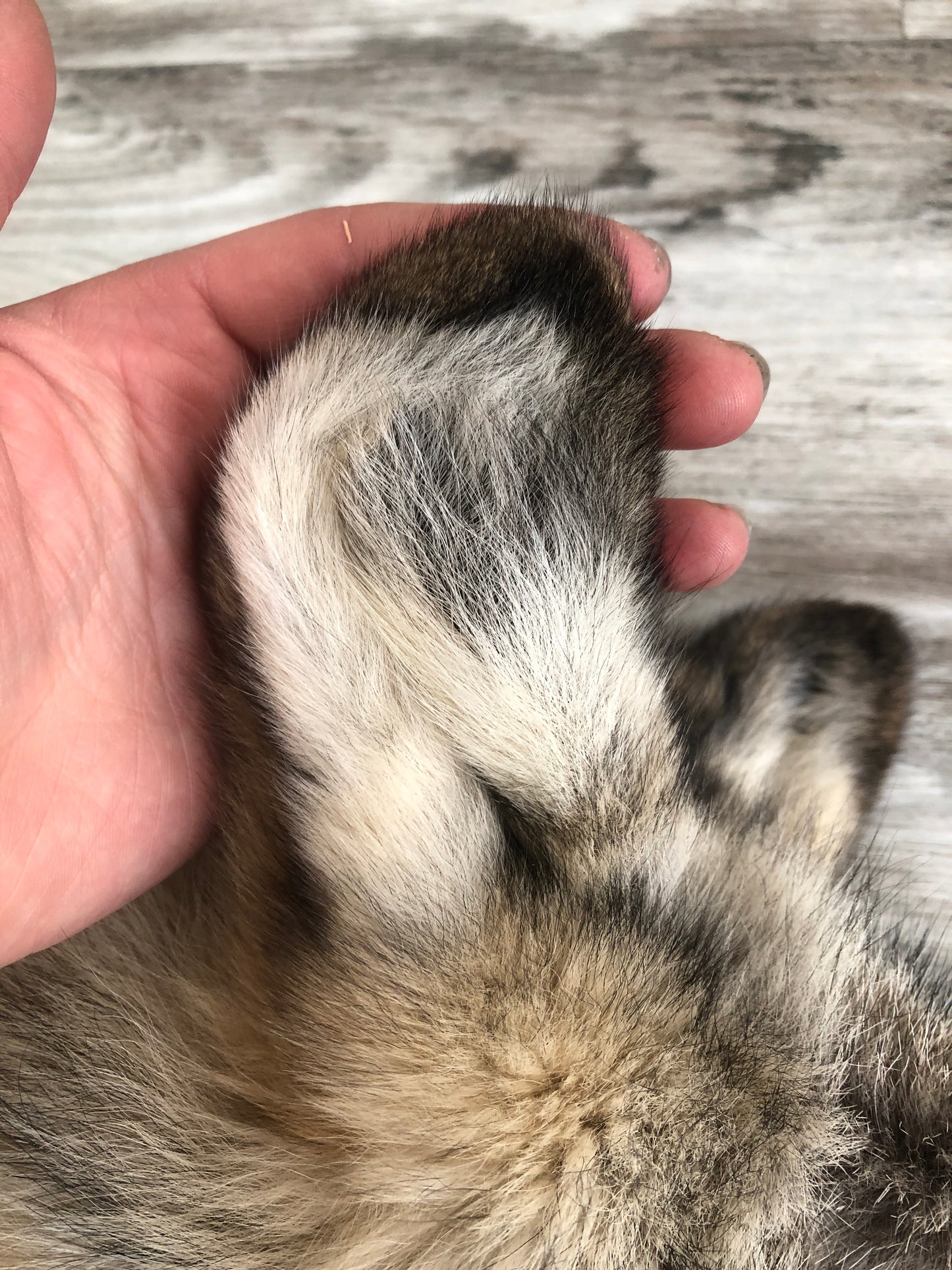 DRESSED SKIN TIMBER WOLF #0000535