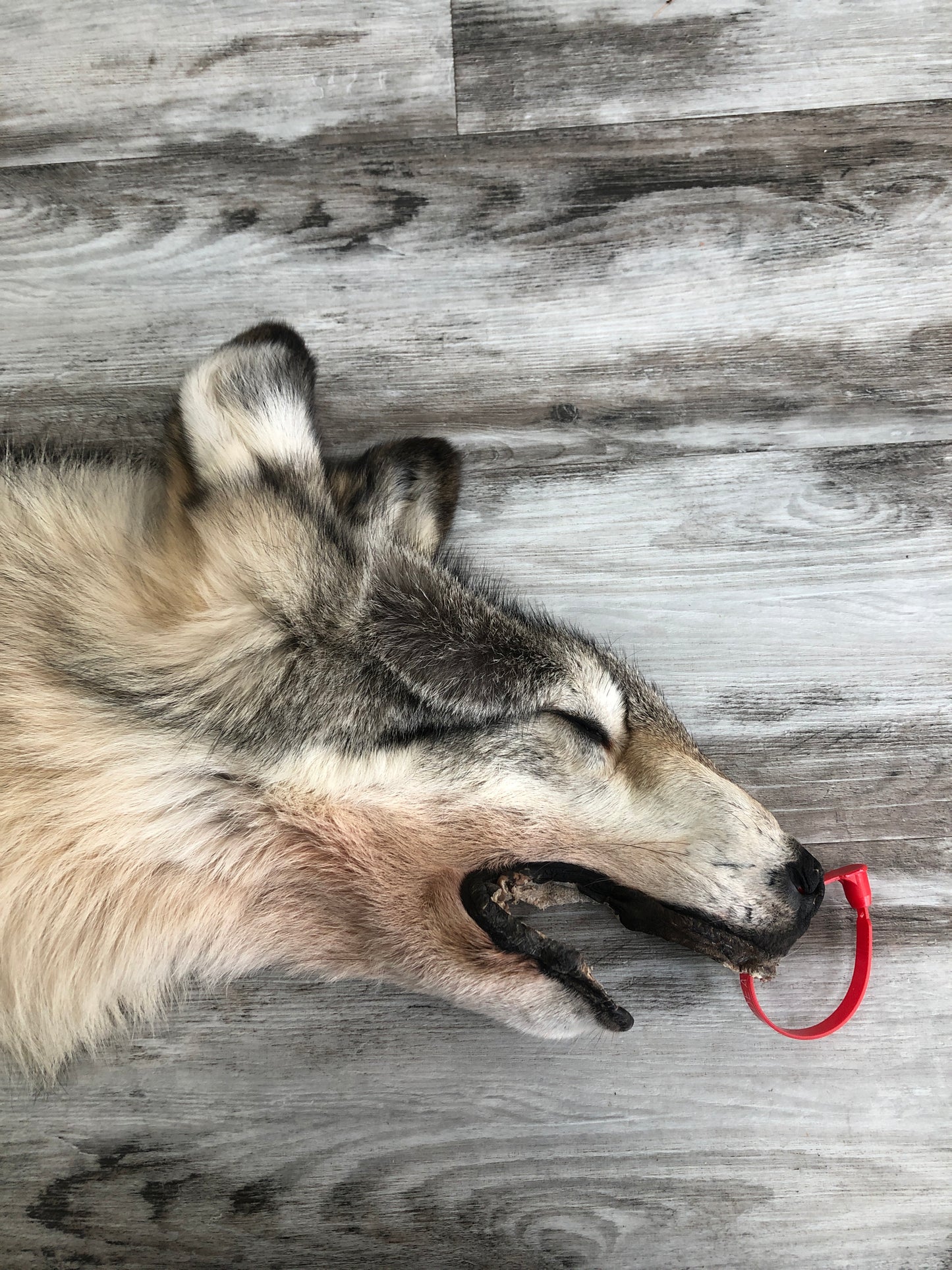 DRESSED SKIN TIMBER WOLF #0000535