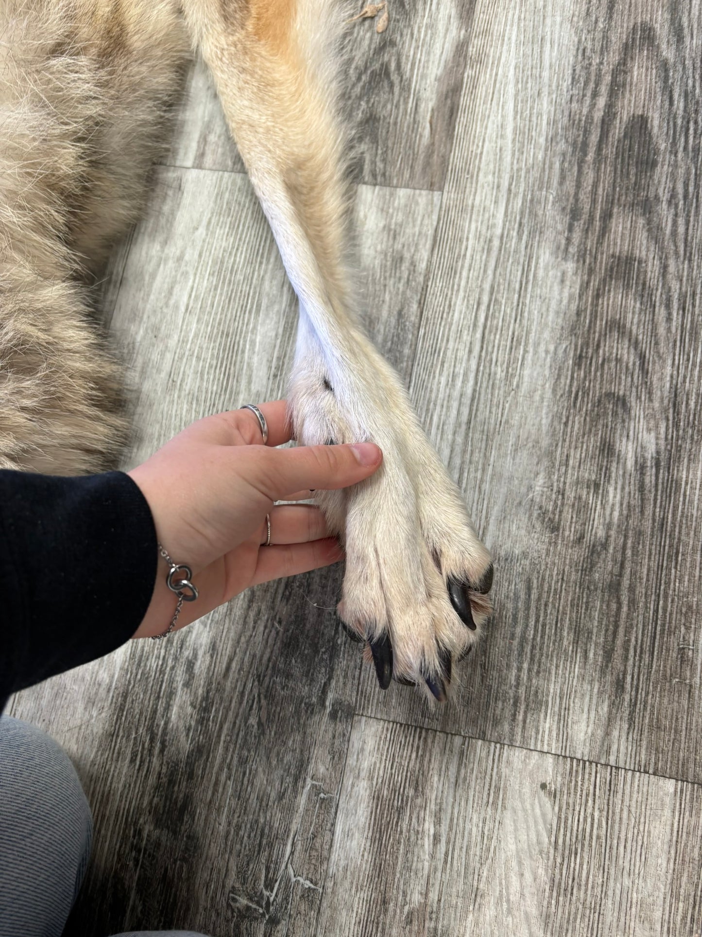 Peau - Loup des bois #0001192