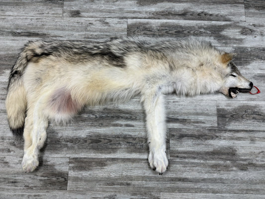 Peau - Loup Arctique #0001434