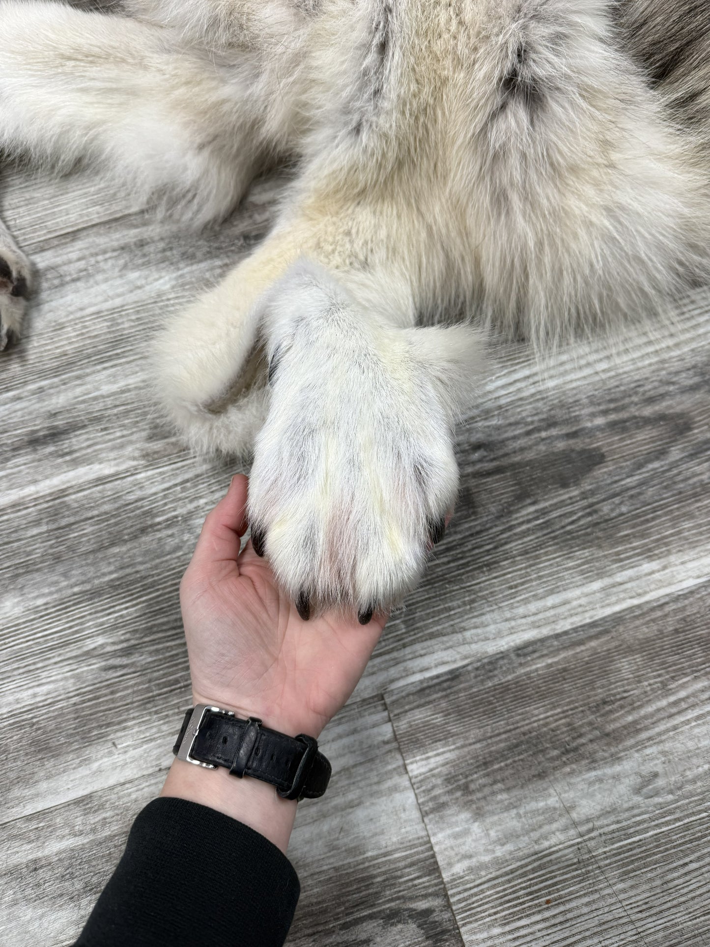 Dressed Skin - Arctic Wolf #0001434