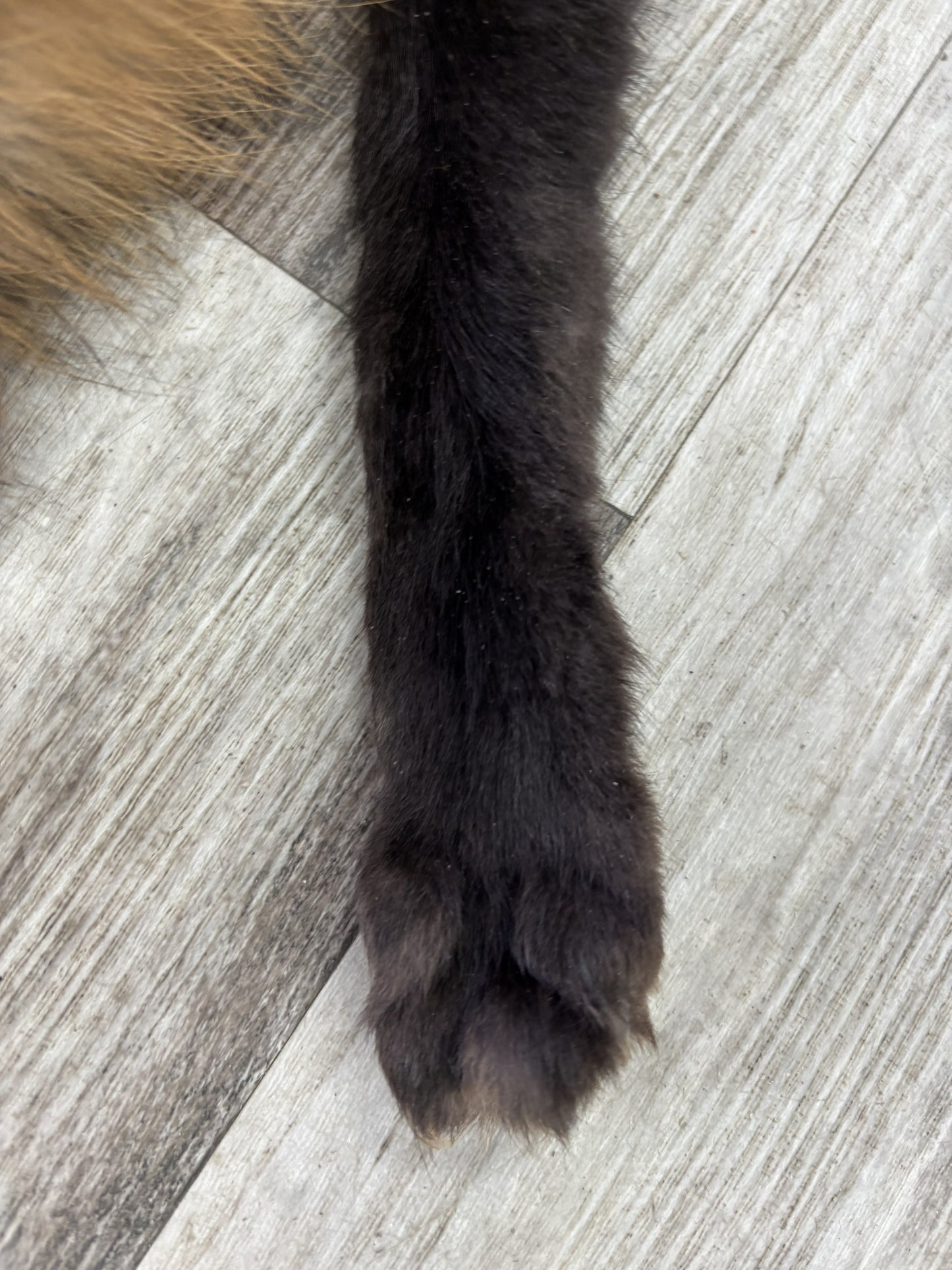 Dressed Skin - Cross Fox #0001467