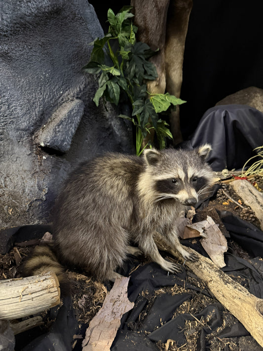 Montage - Raton Laveur