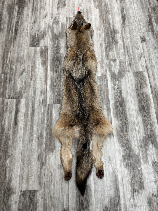 Dressed Skin - Coyote #0001477