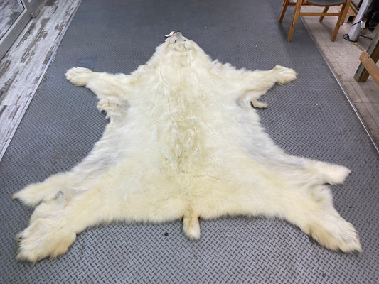 DRESSED SKIN -- POLAR BEAR #0071