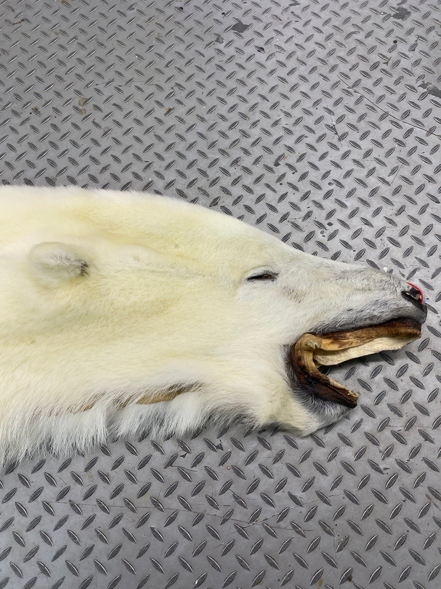 PEAU - OURS POLAIRE #0071