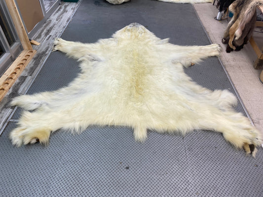 PEAU - OURS POLAIRE #0080