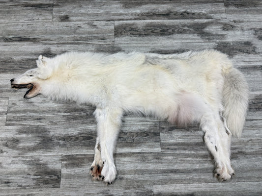 Peau - Loup Arctique #07710-14