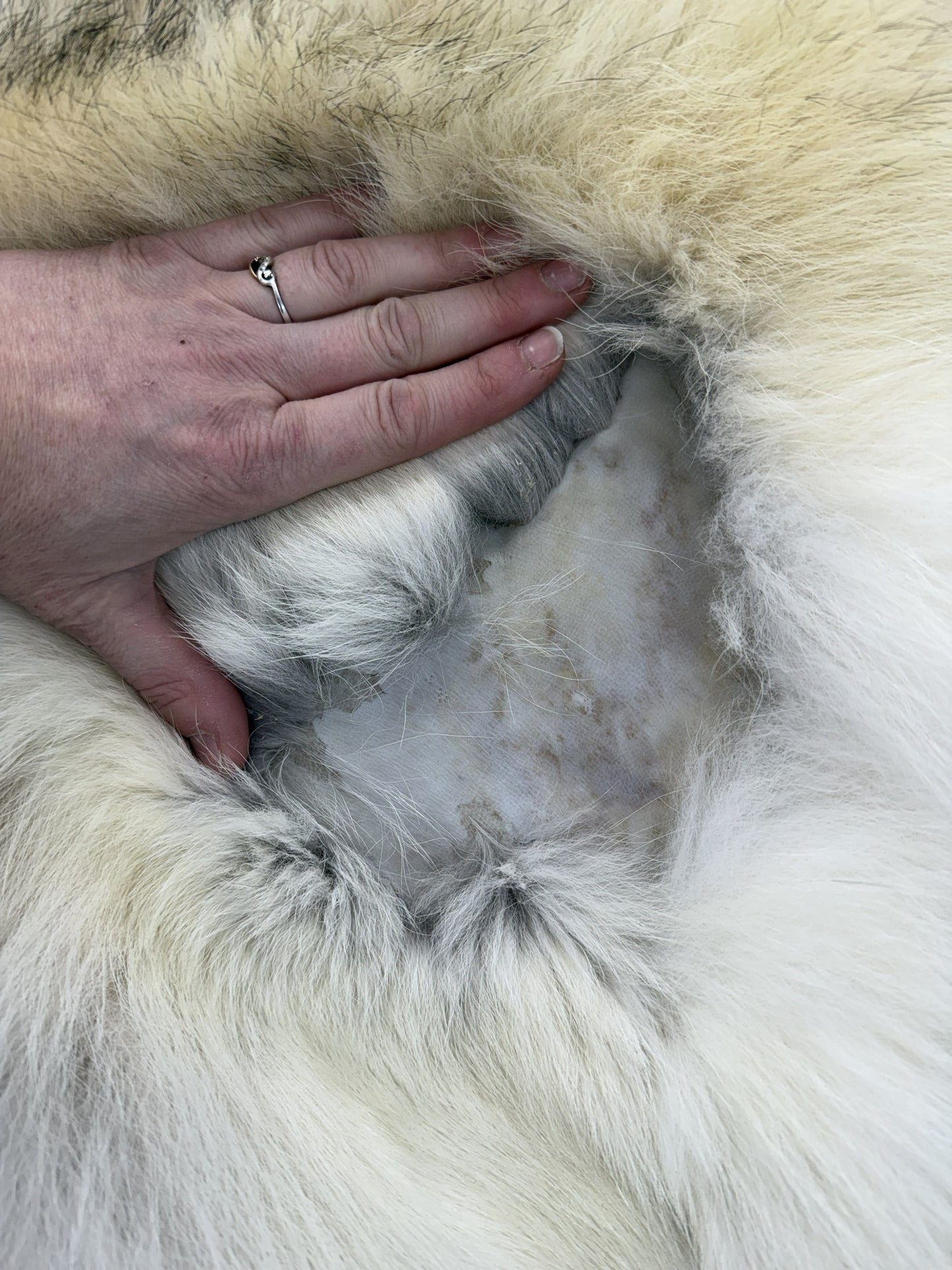 Peau - Loup Arctique #855903