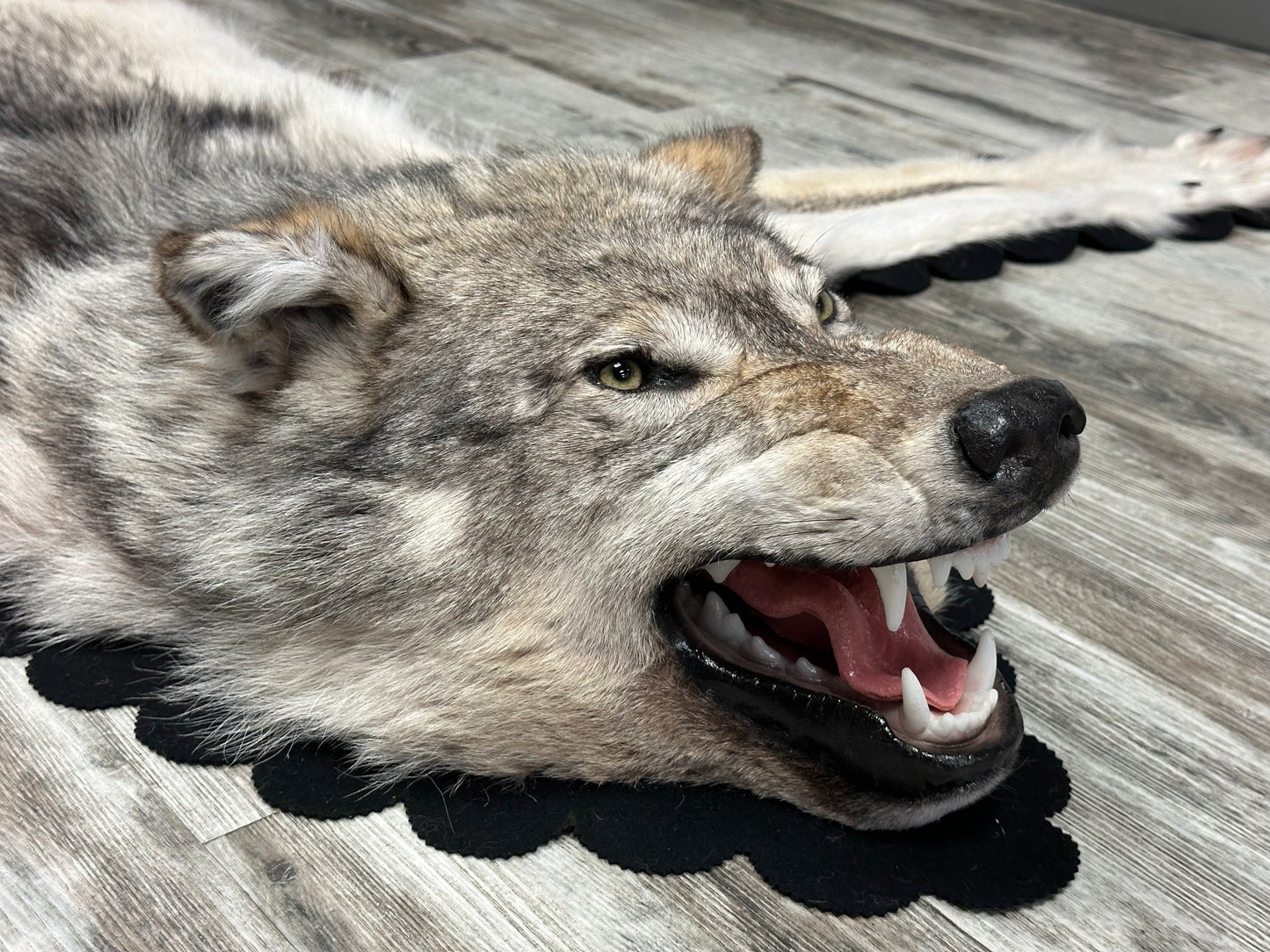 Rug - Arctic Wolf #16160