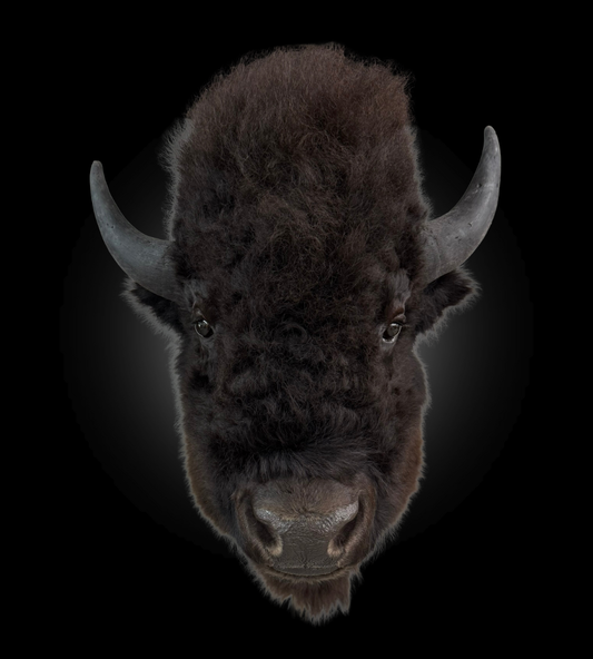 Shoulder Mount - Bison #0001365