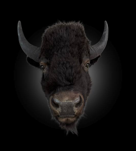 Shoulder Mount - Bison #0001372