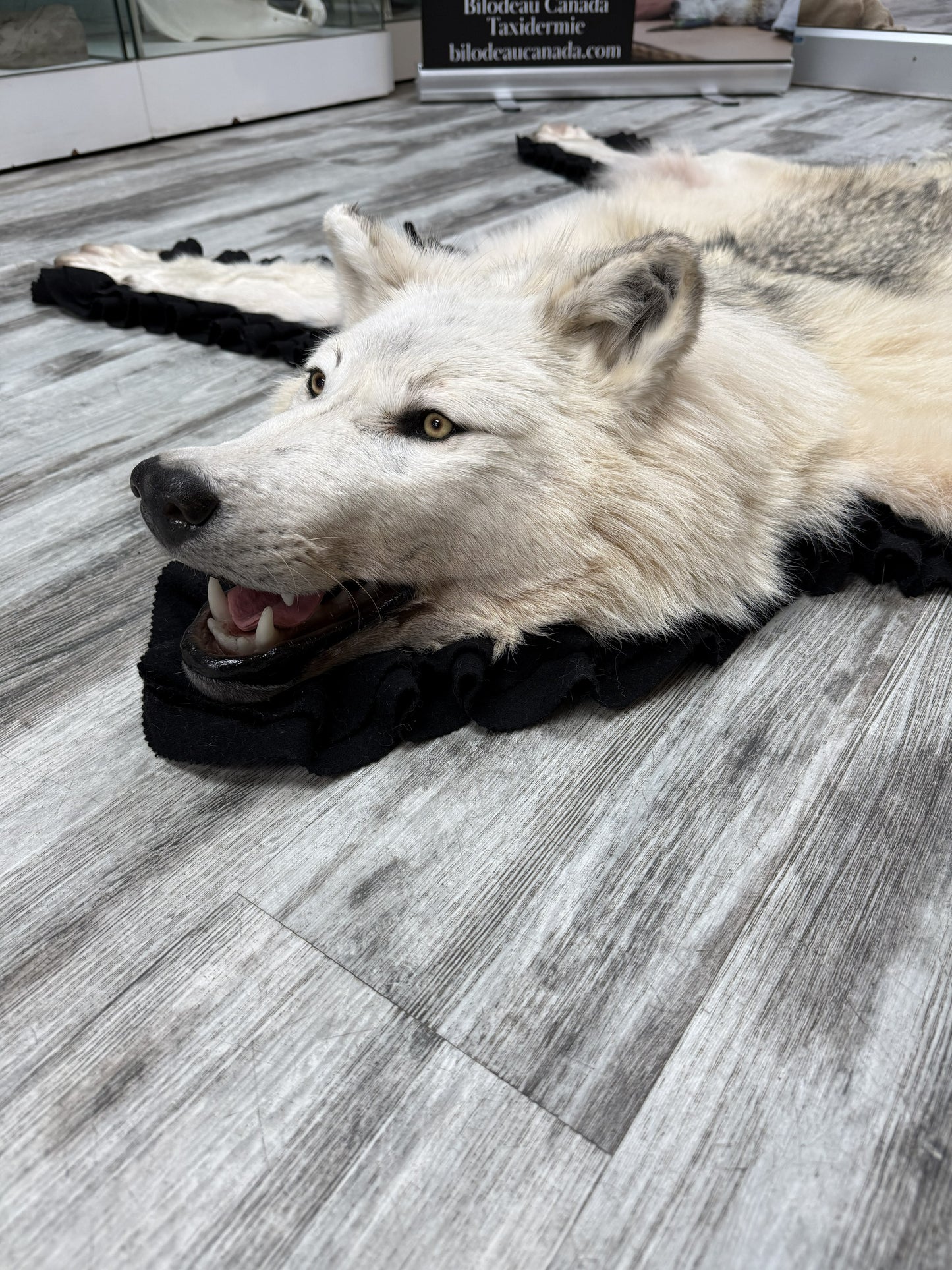 Tapis - Loup #15692