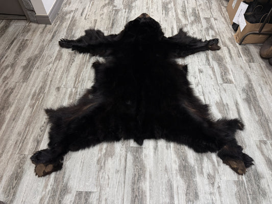 Dressed Skin - Black Bear #2236928-01