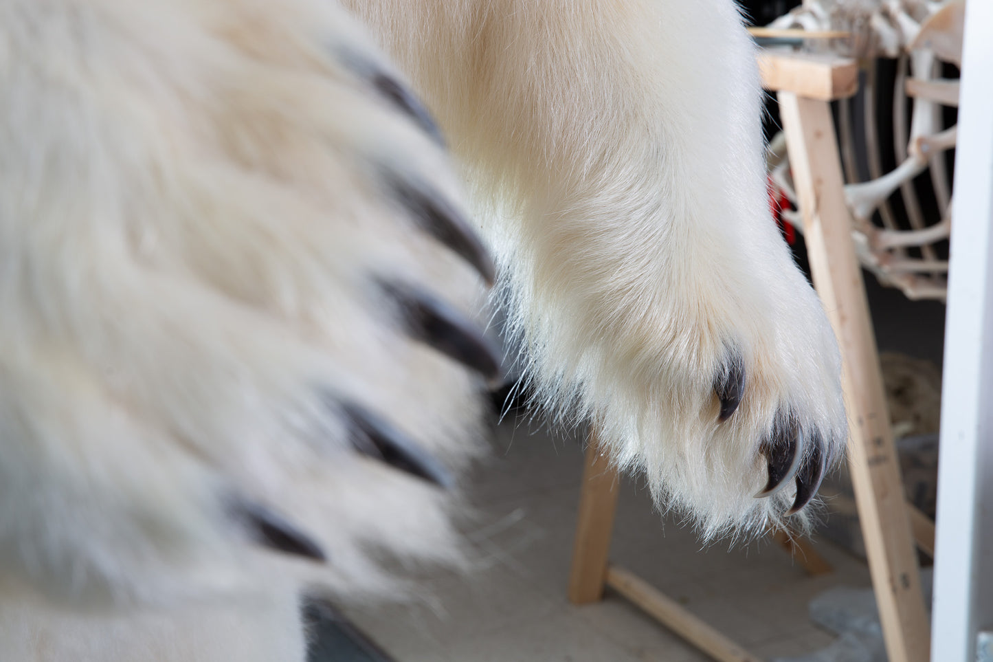 Mount - Polar Bear #24423