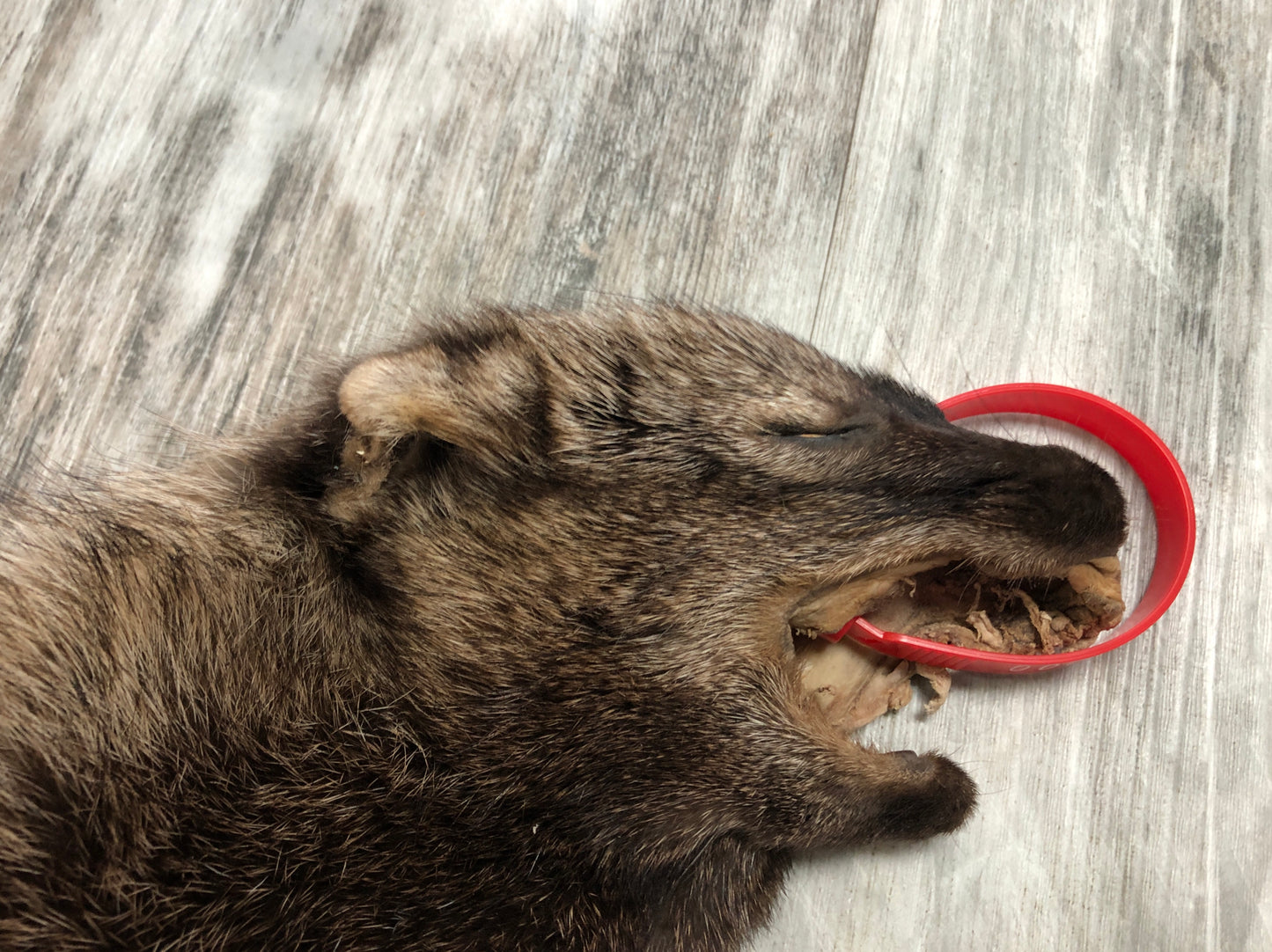 Peau - Pekan #0000295