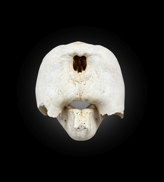 Bleached Skull - Walrus #31627