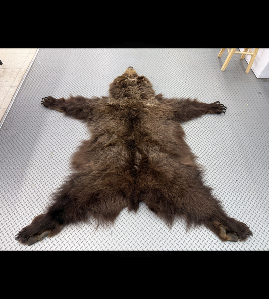 Dressed Skin - Grizzly #32576