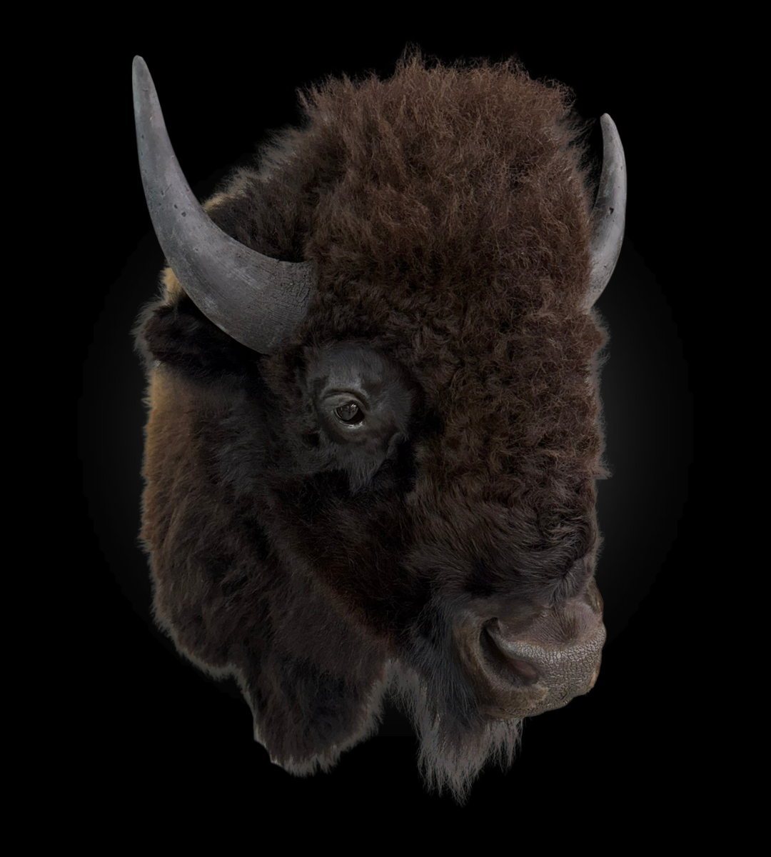Shoulder Mount - Bison #0001371