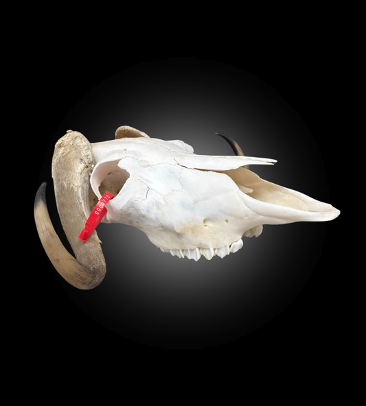 Bleached Skull - Muskox #0000770