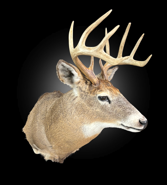 Tête - Chevreuil #0001412