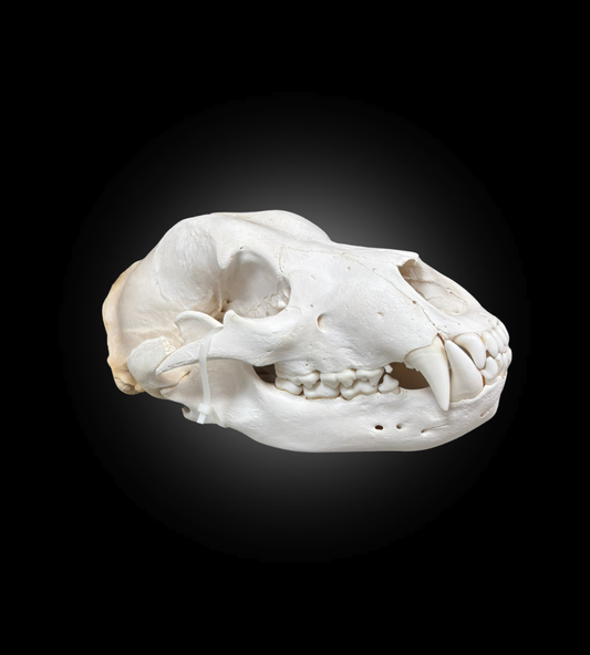 Bleached Skull - Grizzly #0001504