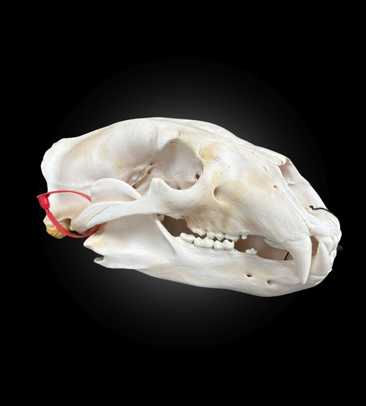 Bleached Skull - Polar Bear #0001294
