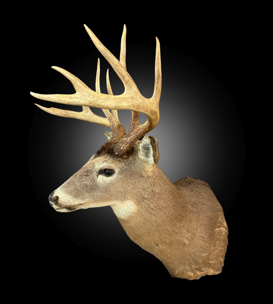 Tête - Chevreuil #0001272