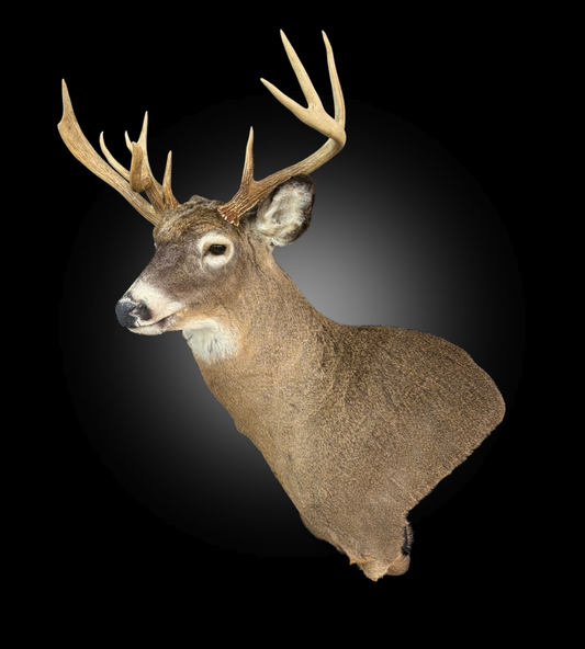 Tête - Chevreuil #0001268