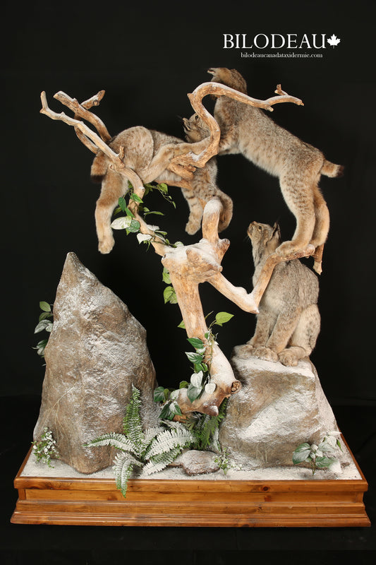 Mounts - 3 Lynx #0001099