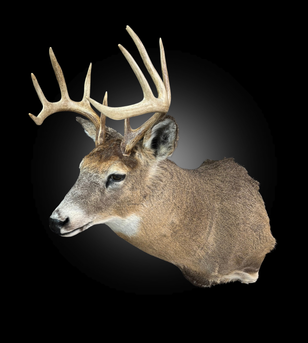 Tête - Chevreuil #0001412