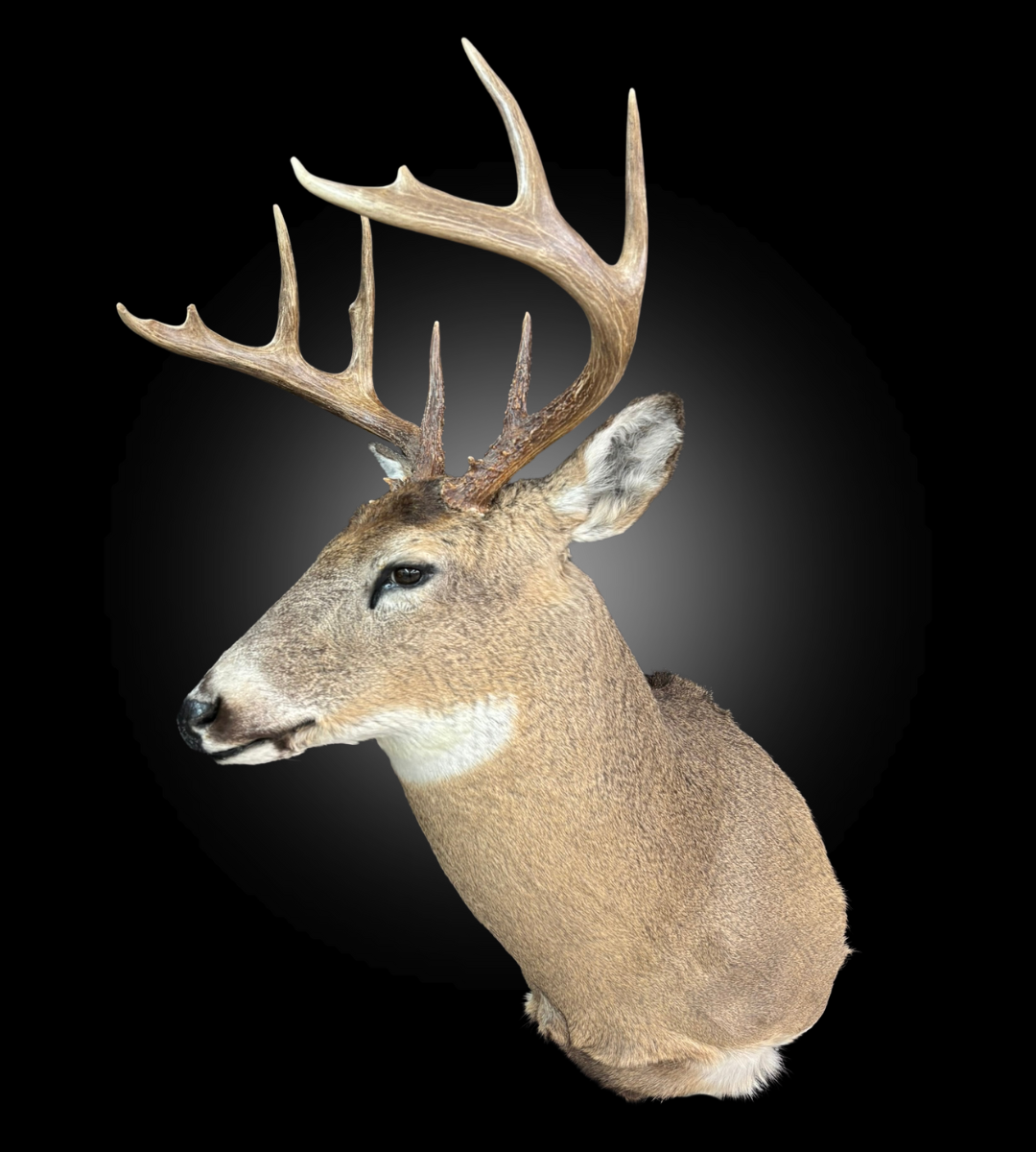 Tête - Chevreuil #0001376