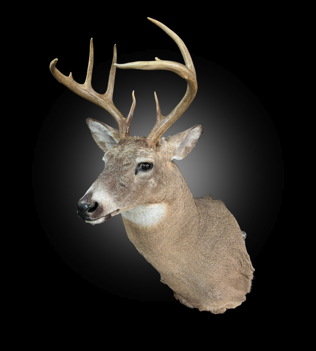 Tête - Chevreuil #0001414