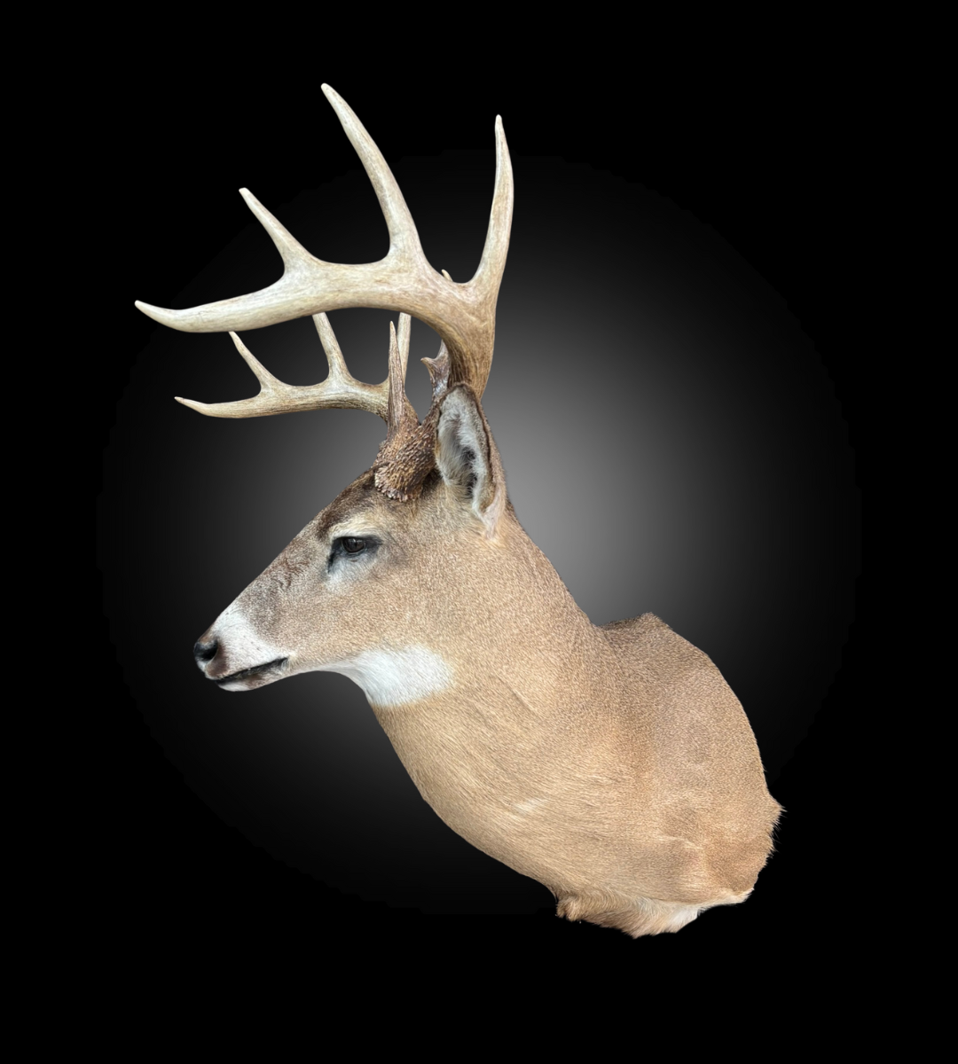 Tête - Chevreuil #0001415