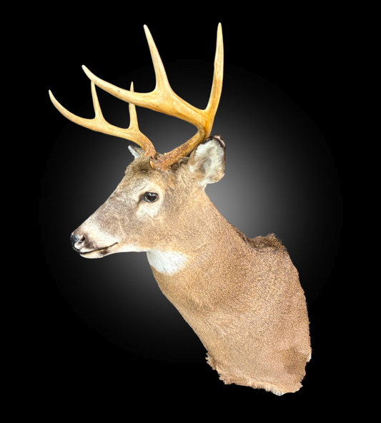 Tête - Chevreuil #0001302