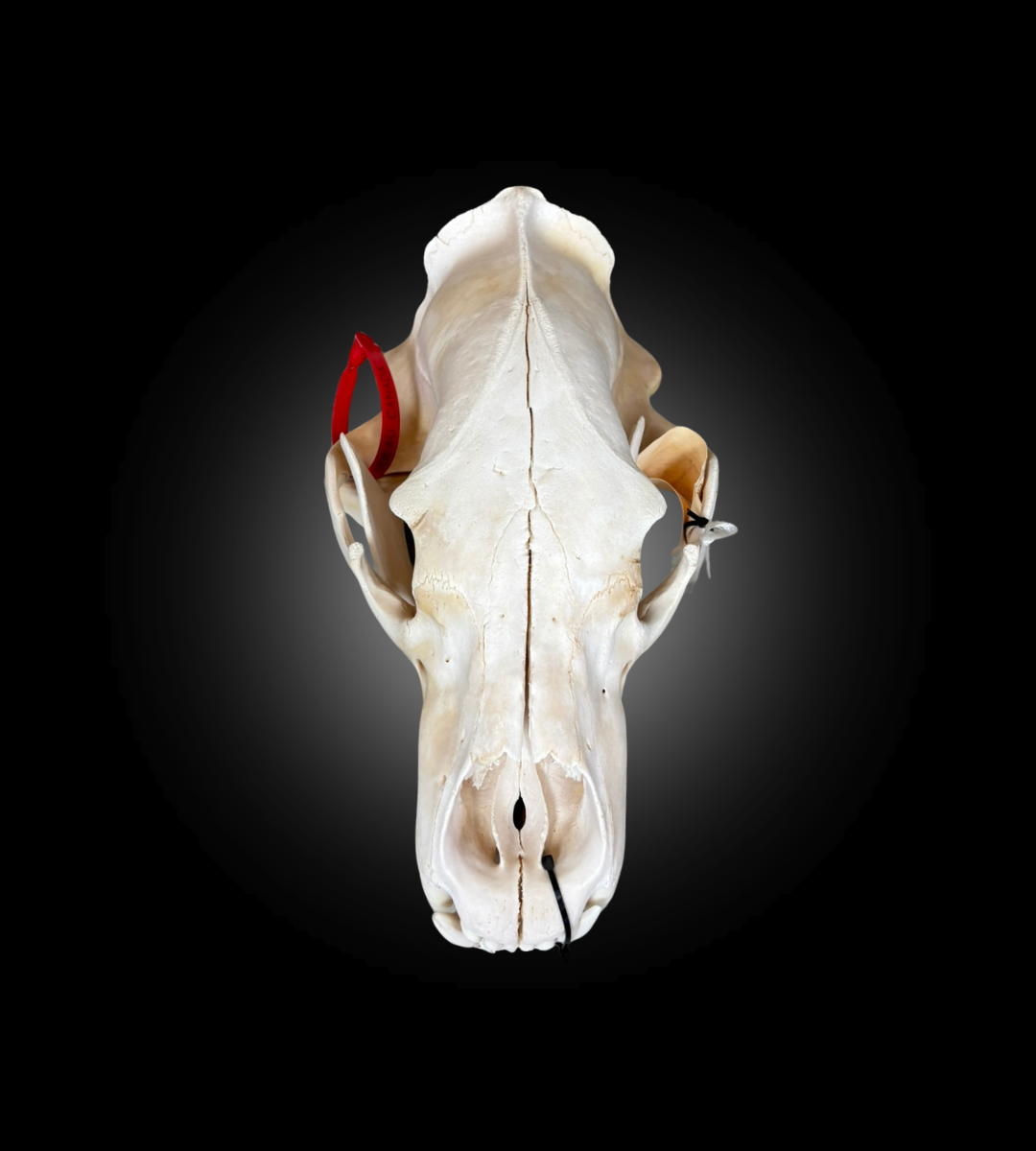 Bleached Skull - Polar Bear #0001294