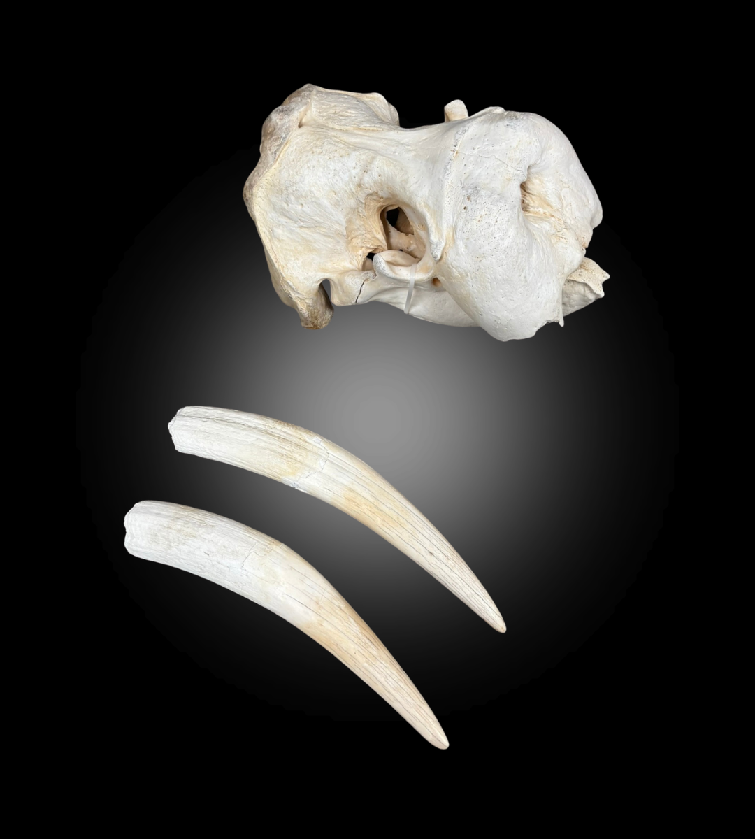 Bleached Skull - Walrus #31627