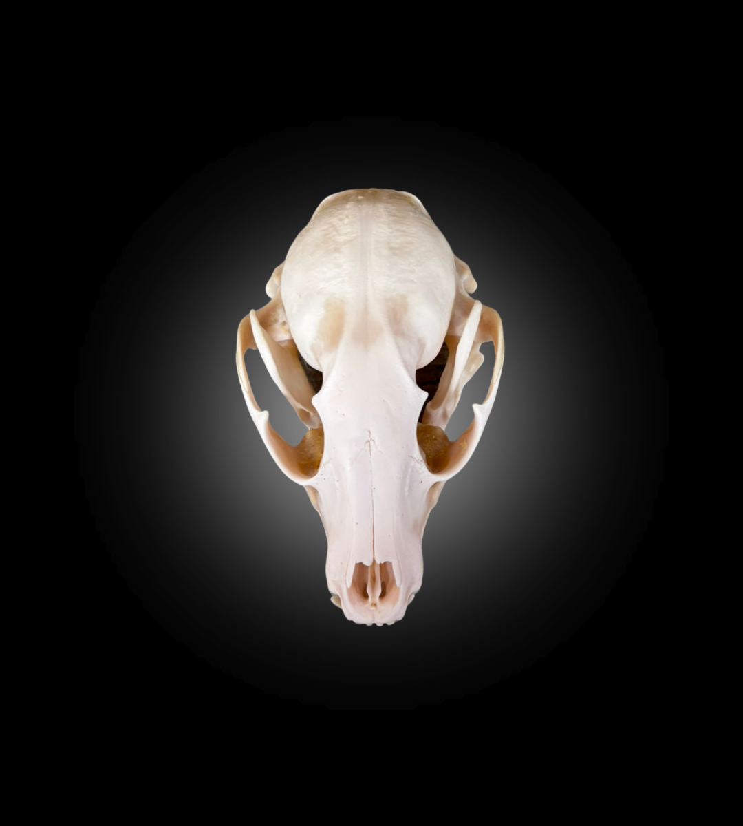 Bleached Skull - Raccoon