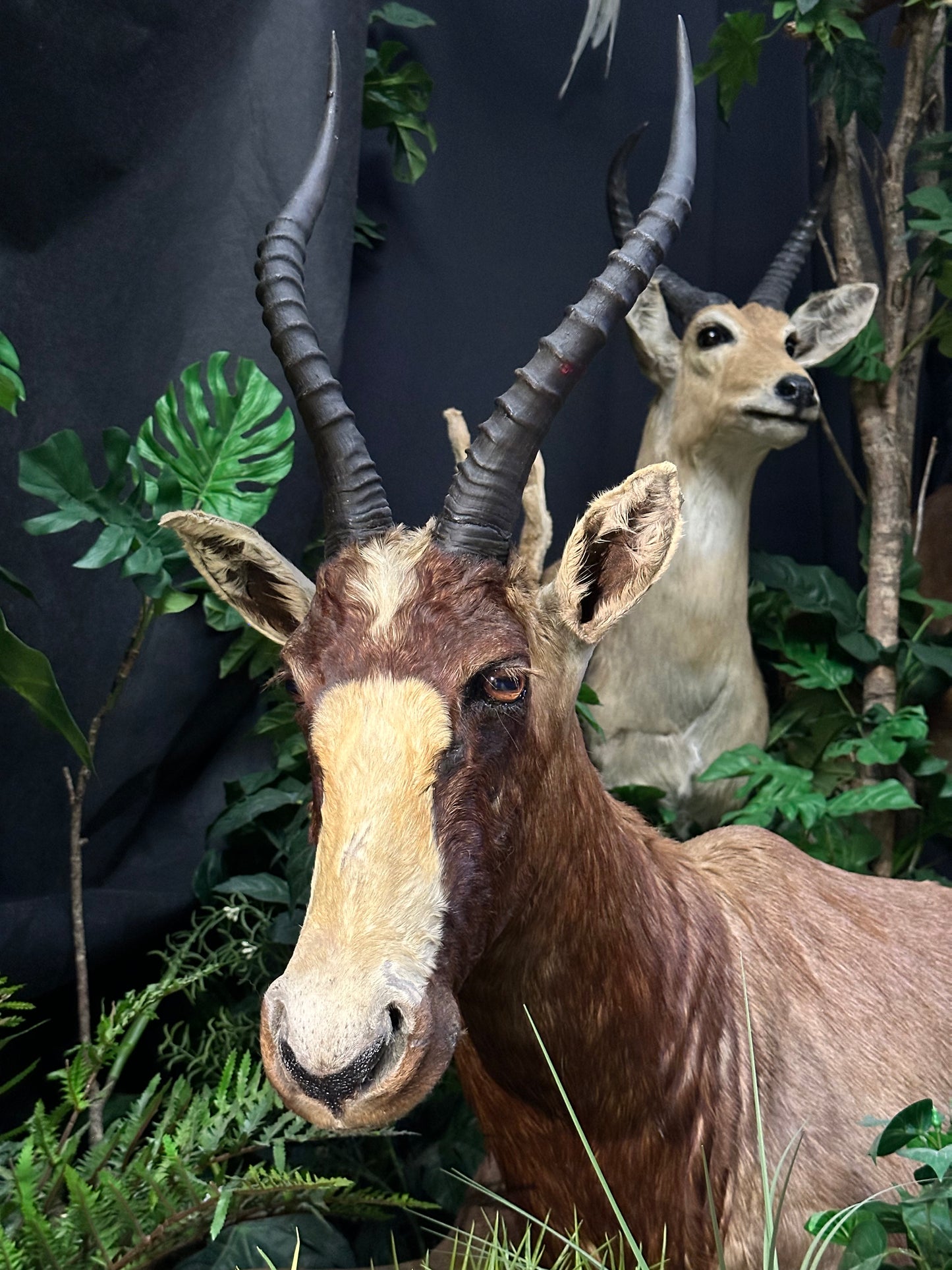 Montage - Blesbok
