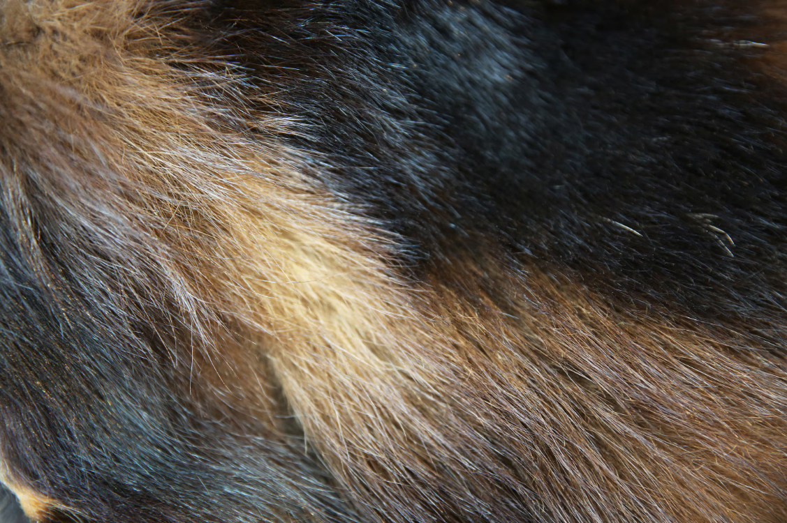 Wolverine