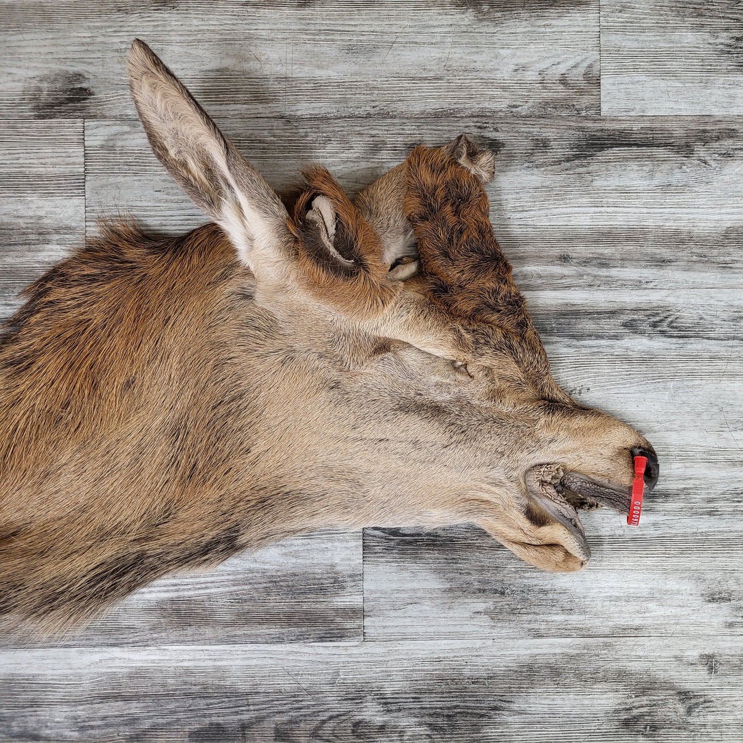 PEAU - CERF ROUGE #0000971