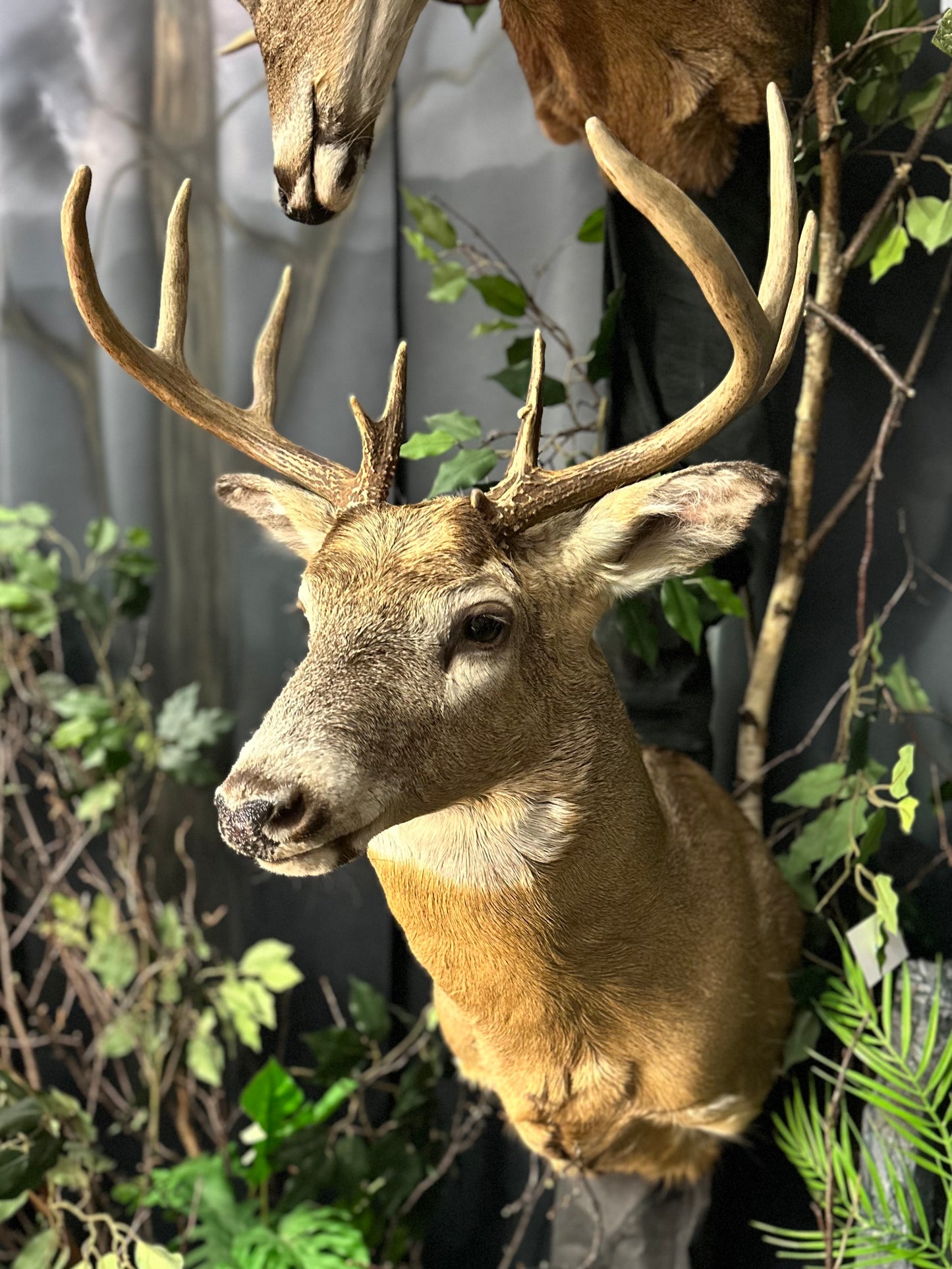 Shoulder Mounts - Deer