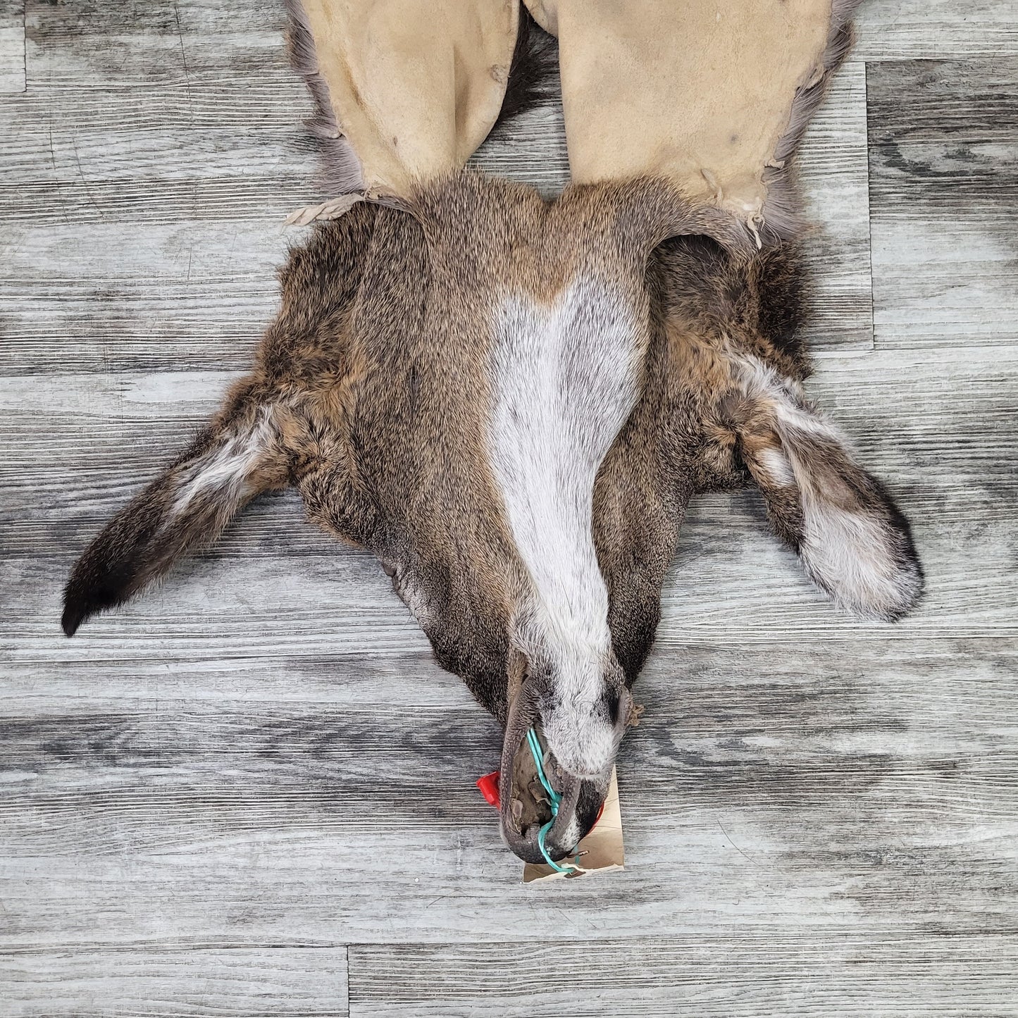 DRESSED SKIN - WHITE-TAILED DEER - #0000969