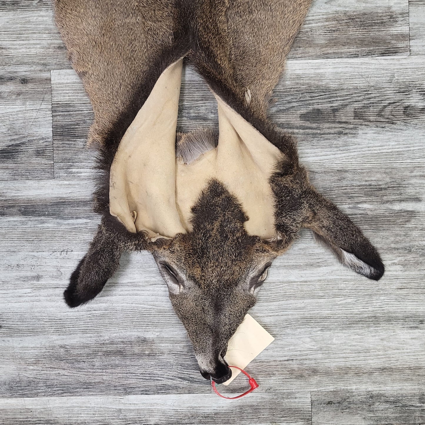 DRESSED SKIN - WHITE-TAILED DEER - #0000969