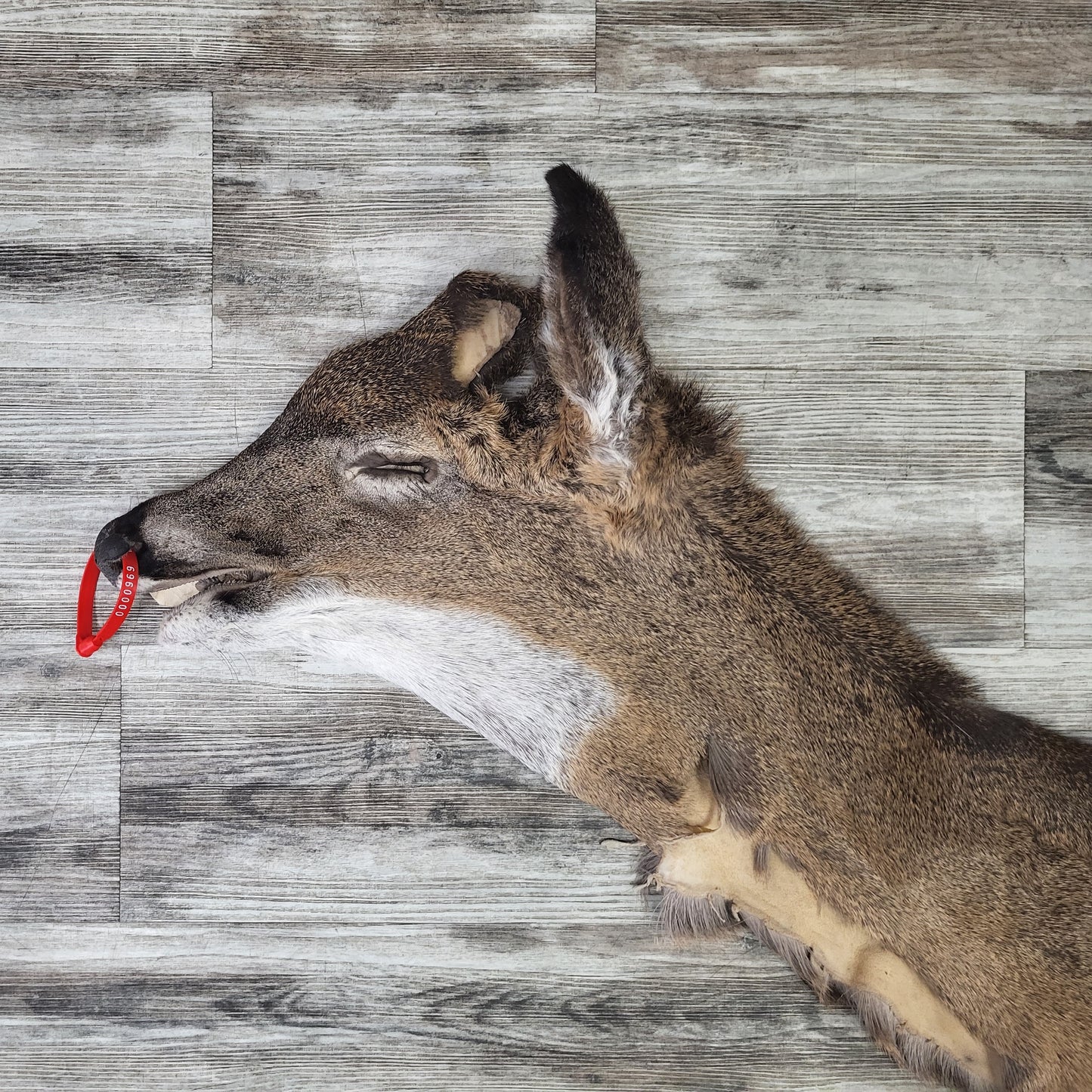 DRESSED SKIN - WHITE-TAILED DEER - #0000969