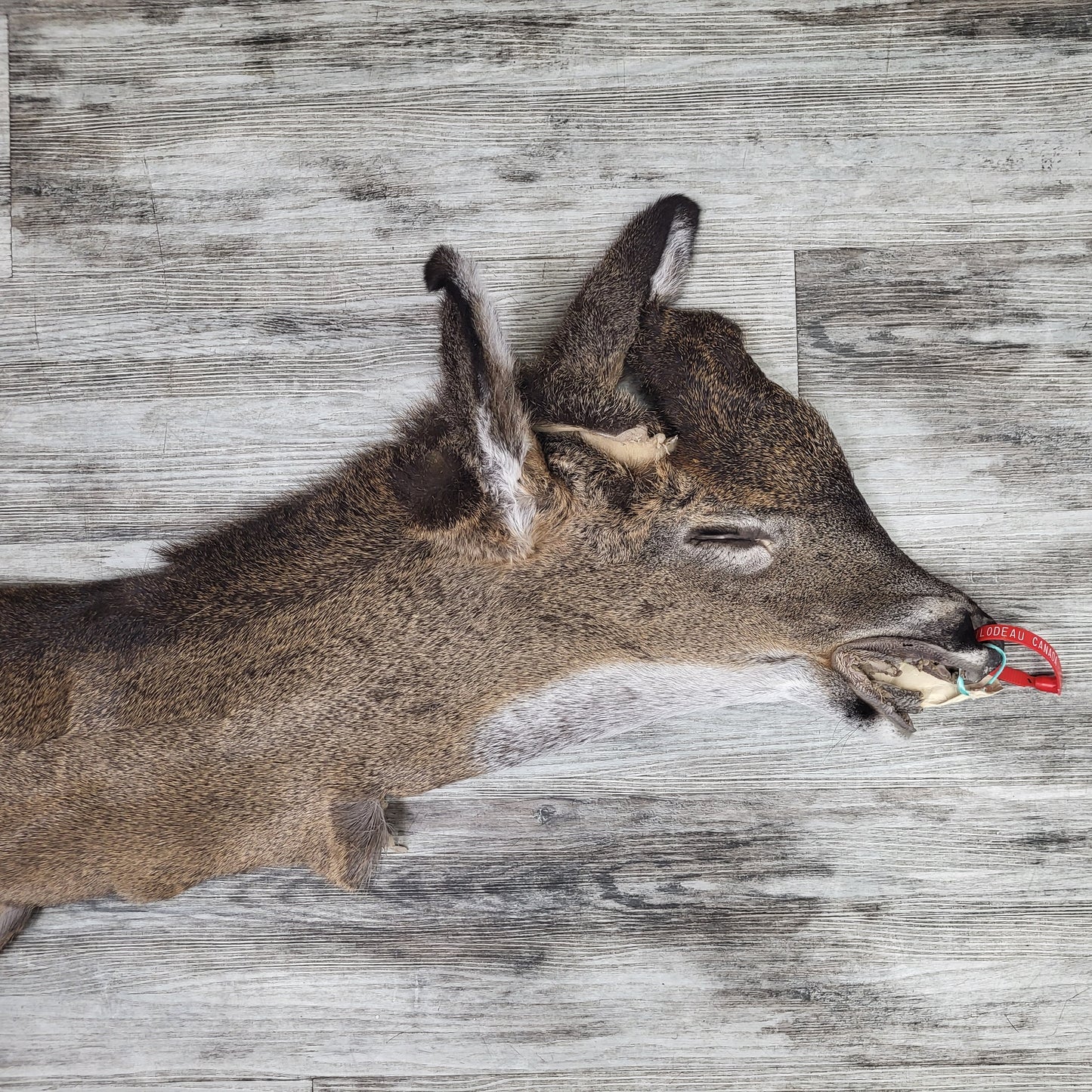 DRESSED SKIN - WHITE-TAILED DEER - #0000969