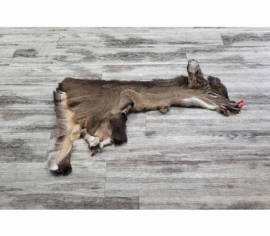 DRESSED SKIN - WHITE-TAILED DEER - #0000969