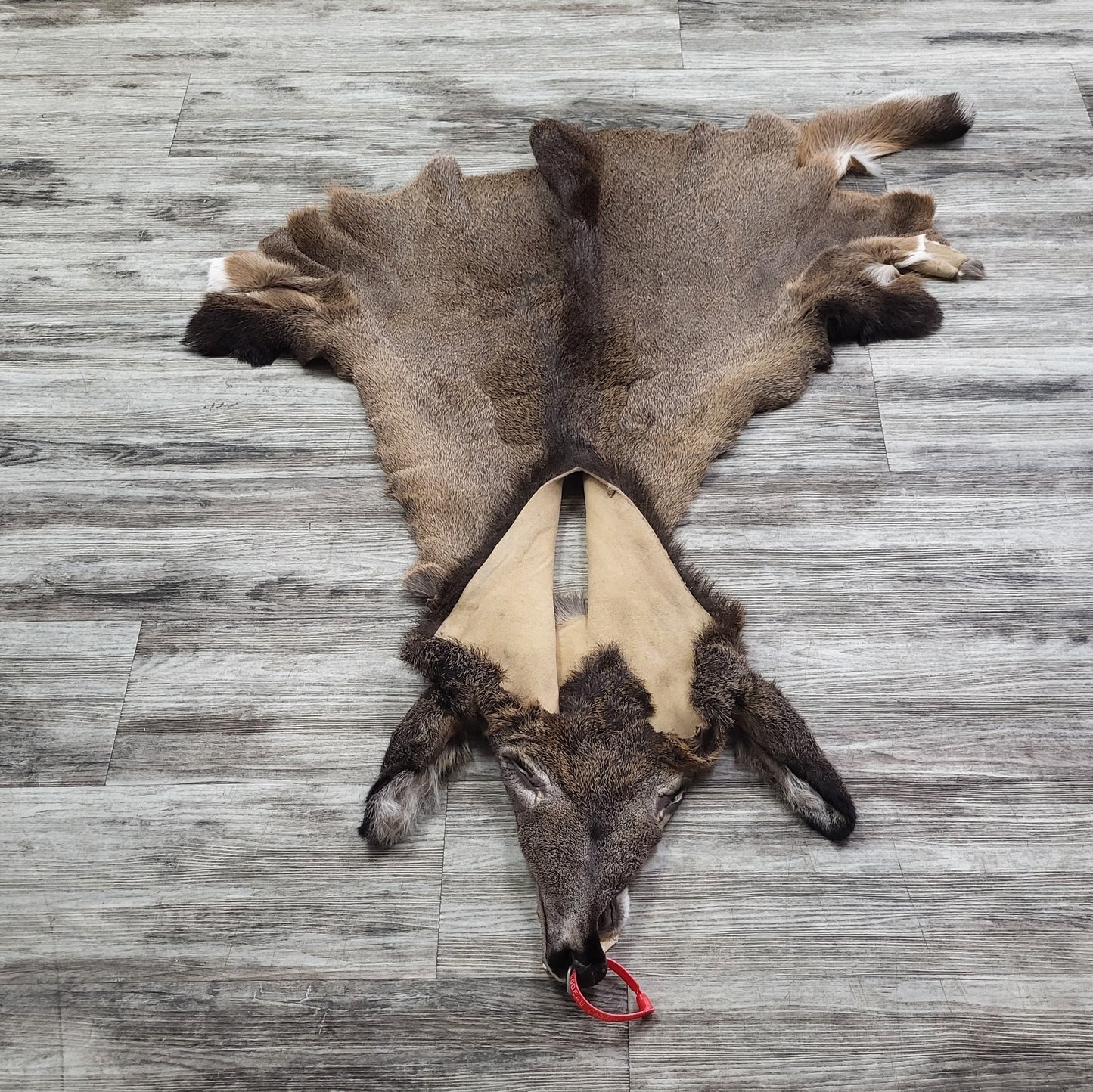 DRESSED SKIN - WHITE-TAILED DEER - #0000969